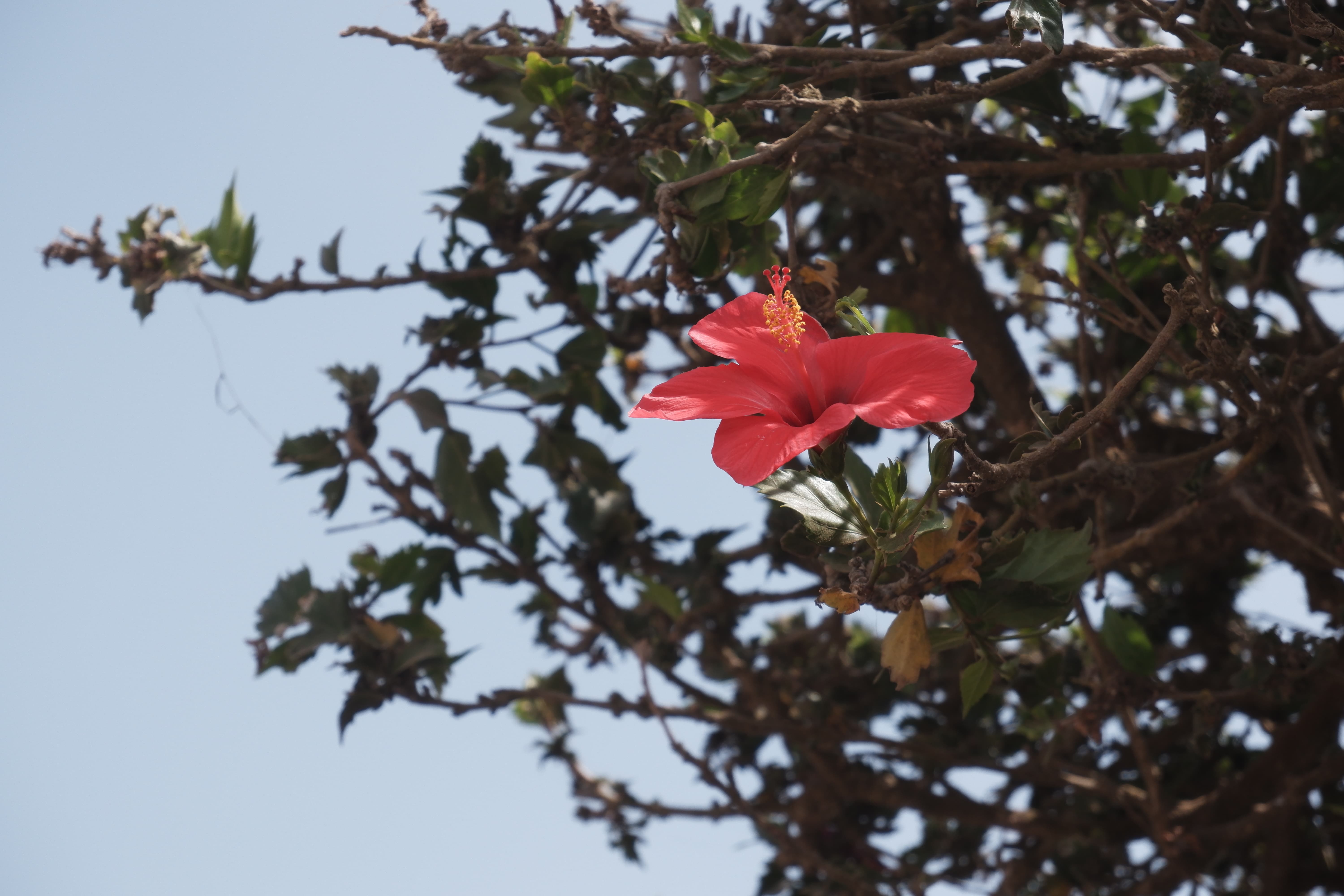 Rote Hibiskus Blume auf Brava Insel