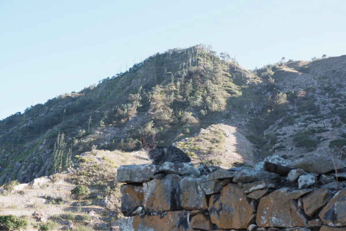 Du café sur cette montagne (Lombo Branco)