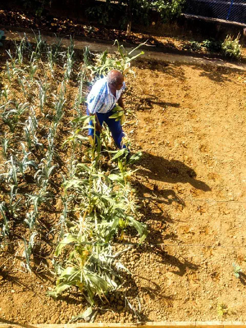Le jardin de mon père. Il faut cultiver son jardin, c’est aussi une philosophie à Cabo Verde